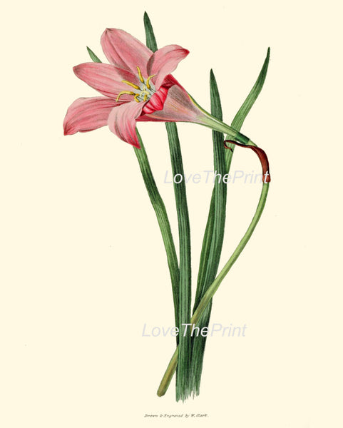 BOTANICAL PRINT Clarke  Botanical Art Print 39 Beautiful Rosepink Zephyr Lily Pink Rain Lily Flower Antique Garden Home Decor to Frame