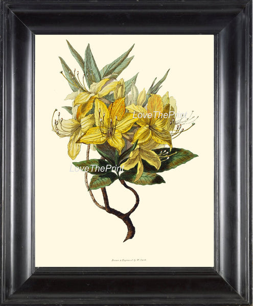 BOTANICAL PRINT Clarke  Botanical Art Print 16 Beautiful Yellow Azalea Flower Antique Writing Spring Garden Plant Home Decor to Frame