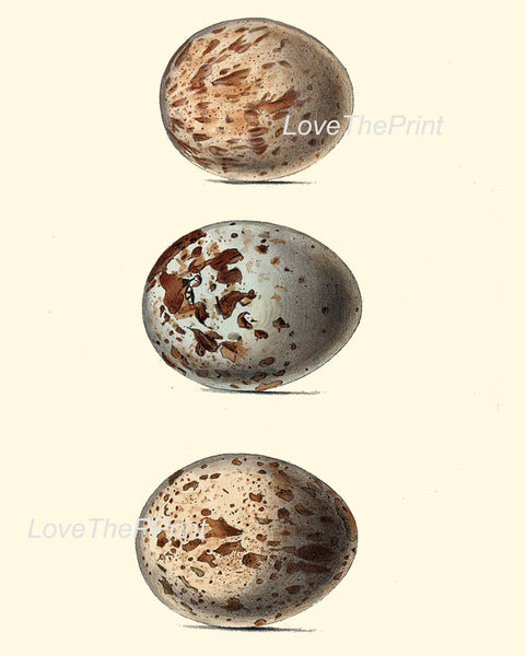 BIRD EGGS PRINT Chapman  Art Print 2 Beautiful Antique Bird Eggs of Common Buzzard Bird Forest Nature Decoration Home Wall Room Decor