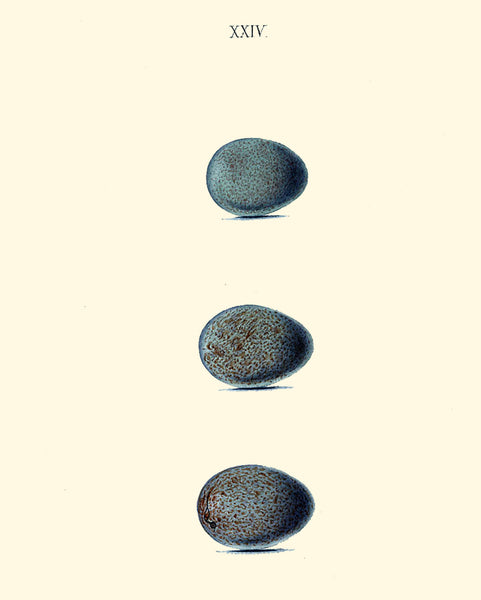 BIRD EGGS PRINT Chapman  Art Print 4 Beautiful Bird Eggs of Fieldfare and Redwing Bird Antique Forest Nature Decoration Home Room Decor
