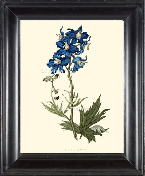 BOTANICAL PRINT Clarke  Botanical Art Print 28 Beautiful Blue Delphinium Flower Antique Garden Wall Home Decor Interior Design to Frame