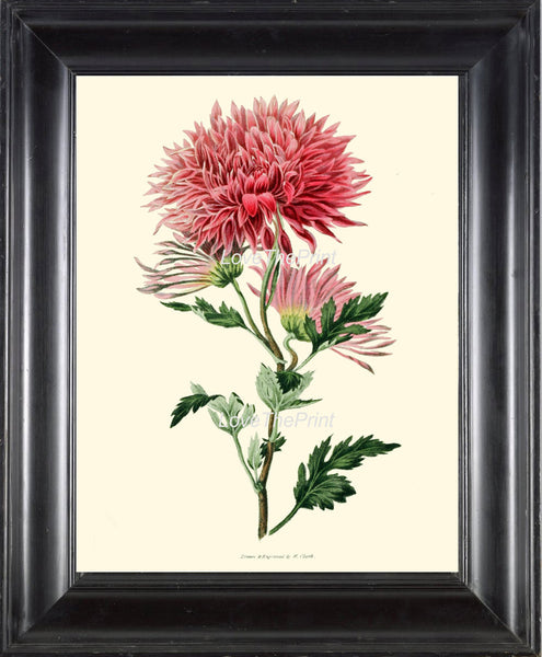 BOTANICAL PRINT Clarke  Botanical Art Print 45 Beautiful Pink Chrysanthemum Flower Antique Spring Summer Garden Home Wall Decor to Frame
