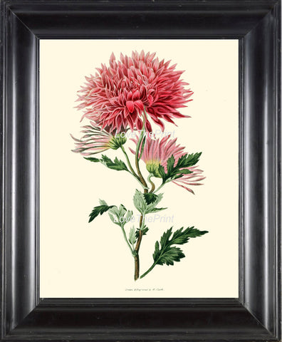 BOTANICAL PRINT Clarke  Botanical Art Print 45 Beautiful Pink Chrysanthemum Flower Antique Spring Summer Garden Home Wall Decor to Frame