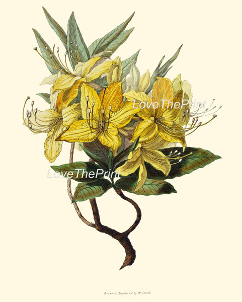 BOTANICAL PRINT Clarke  Botanical Art Print 16 Beautiful Yellow Azalea Flower Antique Writing Spring Garden Plant Home Decor to Frame