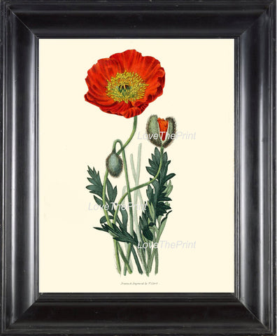 BOTANICAL PRINT Clarke  Botanical Art Print 53 Beautiful Red Poppy Large Flower Antique Writing Spring Garden Plant Home Decor to Frame