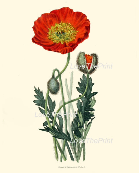 BOTANICAL PRINT Clarke  Botanical Art Print 53 Beautiful Red Poppy Large Flower Antique Writing Spring Garden Plant Home Decor to Frame