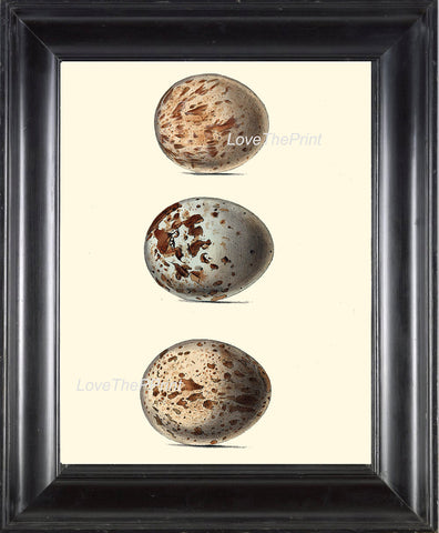 BIRD EGGS PRINT Chapman  Art Print 2 Beautiful Antique Bird Eggs of Common Buzzard Bird Forest Nature Decoration Home Wall Room Decor