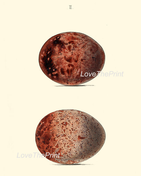 BIRD EGGS PRINT Chapman  Art Print 3 Beautiful Bird Eggs of Egyptian Vulture Antique Forest Nature Decoration Home Wall Room Decor
