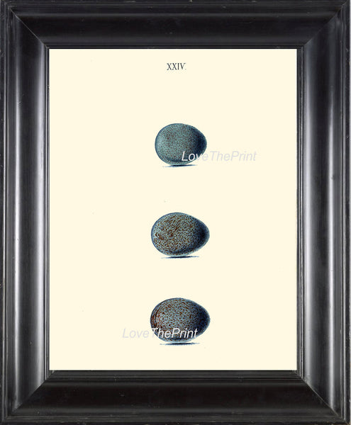 BIRD EGGS PRINT Chapman  Art Print 4 Beautiful Bird Eggs of Fieldfare and Redwing Bird Antique Forest Nature Decoration Home Room Decor