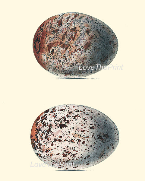 BIRD EGGS PRINT Chapman  Art Print 5 Beautiful Bird Eggs of Golden Eagle Bird Antique Forest Nature Decoration Home Room Decor to Frame