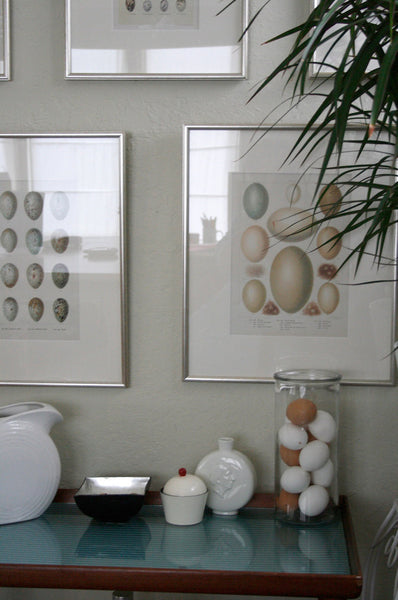 BIRD EGGS PRINT Chapman  Art Print 5 Beautiful Bird Eggs of Golden Eagle Bird Antique Forest Nature Decoration Home Room Decor to Frame