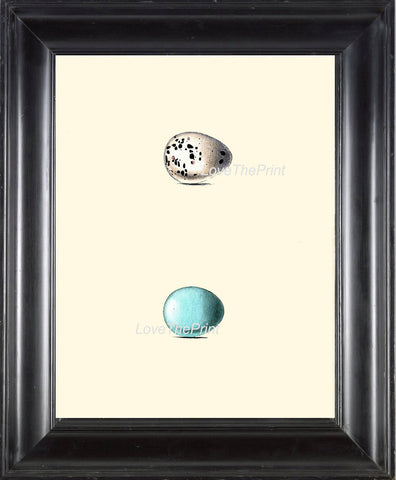 BIRD EGGS PRINT Chapman  Art Print 7 Beautiful Bird Eggs of Golden Oriole and Rock Thrush Antique Aqua Blue Home Wall Decor to Frame