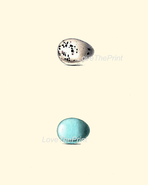 BIRD EGGS PRINT Chapman  Art Print 7 Beautiful Bird Eggs of Golden Oriole and Rock Thrush Antique Aqua Blue Home Wall Decor to Frame