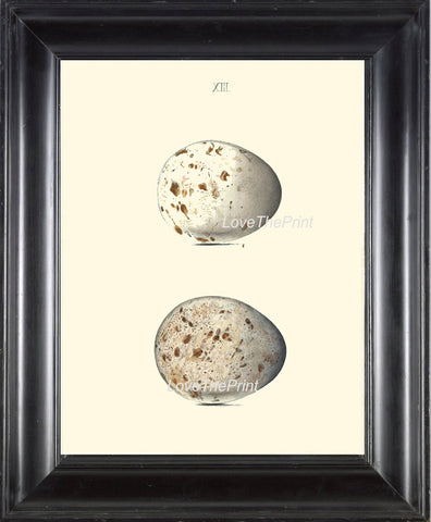 BIRD EGGS PRINT Chapman  Art Print 10 Beautiful Bird Eggs of Kite Antique Ivory Home Wall Decor Interior Design to Frame Nest Nature