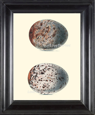 BIRD EGGS PRINT Chapman  Art Print 5 Beautiful Bird Eggs of Golden Eagle Bird Antique Forest Nature Decoration Home Room Decor to Frame