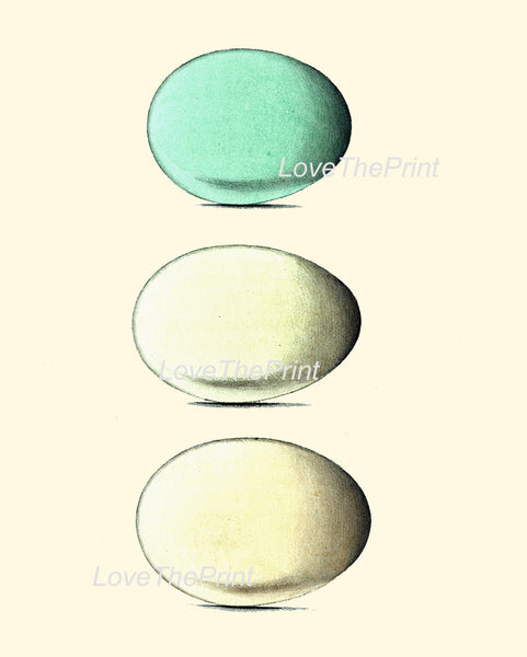 BIRD EGGS PRINT Chapman  Art Print 6 Beautiful Bird Eggs of Golden Eye Red-Breasted Merganser Bird Antique Aqua Blue Home Decor to Frame