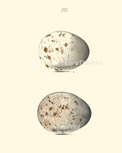 BIRD EGGS PRINT Chapman  Art Print 10 Beautiful Bird Eggs of Kite Antique Ivory Home Wall Decor Interior Design to Frame Nest Nature