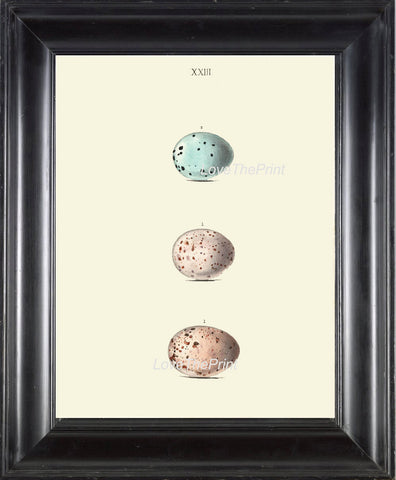 BIRD EGGS PRINT Chapman  Art Print 11 Beautiful Bird Eggs of Missel and Song Thrush Antique Ivory Home Wall Decor to Frame Nest Nature