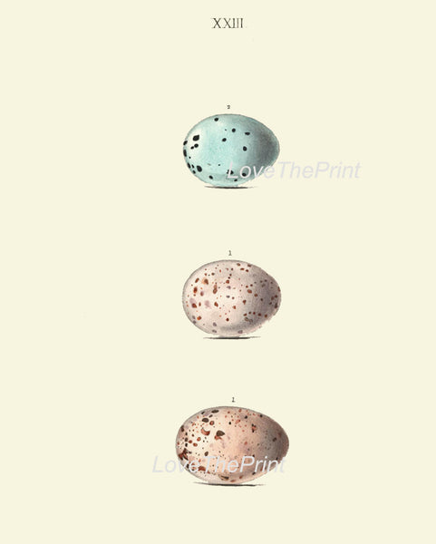 BIRD EGGS PRINT Chapman  Art Print 11 Beautiful Bird Eggs of Missel and Song Thrush Antique Ivory Home Wall Decor to Frame Nest Nature