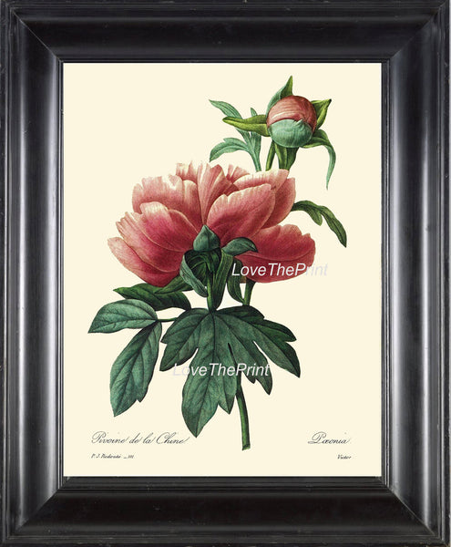 BOTANICAL PRINT Redoute Flower  Botanical Art Print 26 Beautiful Large Red Pink Peony Plant Garden Nature to Frame Home Room Decor