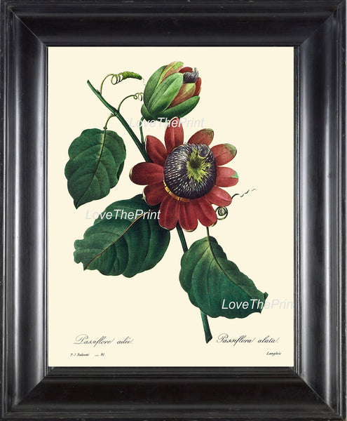 BOTANICAL PRINT Redoute Flower  Botanical Art Print 28 Beautiful Passion Fruit Flower Plant Tropical Garden to Frame Home Room Decor