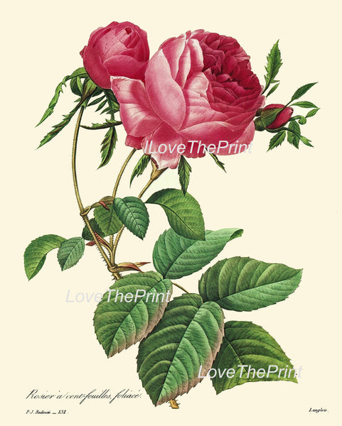 BOTANICAL PRINT Redoute Flower  Botanical Art Print 23 Beautiful Large Pink Rose French Antique Flower Provencal Shabby Chic Decor