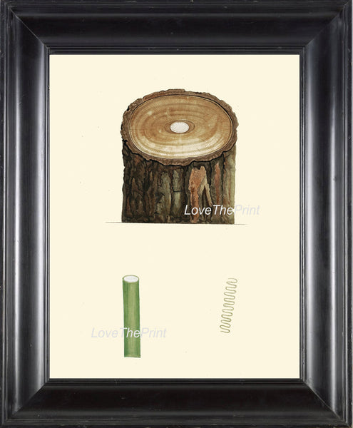 BOTANICAL PRINT Redoute Flower  Botanical Art Print 221 Beautiful Antique Tree Chart Illustration Stump Branch Forest Nature to Frame