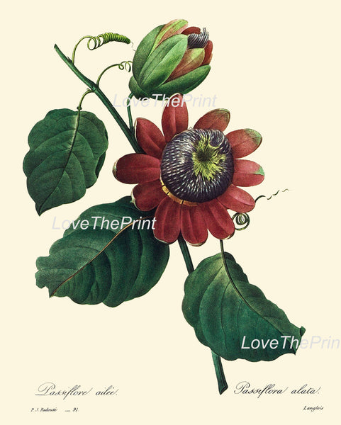 BOTANICAL PRINT Redoute Flower  Botanical Art Print 28 Beautiful Passion Fruit Flower Plant Tropical Garden to Frame Home Room Decor