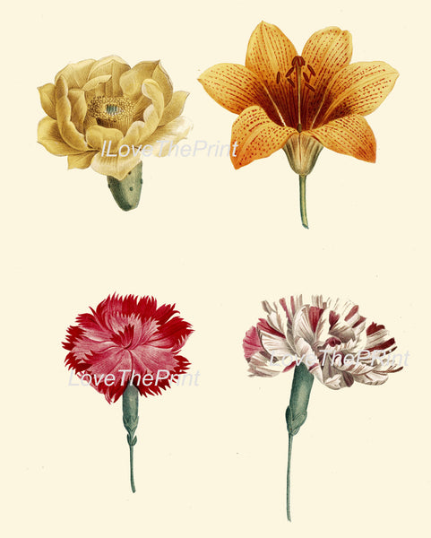 BOTANICAL PRINT Redoute Flower  Botanical Art Print 232 Cactus Lily Carnation Petals Chart Garden  Illustration Home Decor to Frame