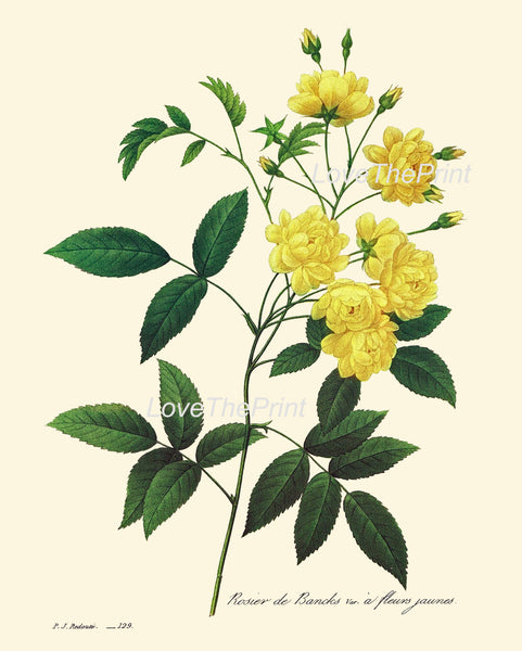 BOTANICAL PRINT Redoute Flower  Botanical Art Print 43 Beautiful Yellow Rose Flower Plant Spring Summer Antique Garden to Frame Decor