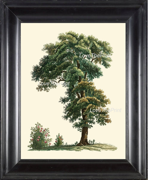 BOTANICAL PRINT Redoute Flower  Botanical Art Print 227 Beautiful Antique Tree Chart Illustration Forest Nature Home Decor to Frame