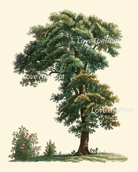BOTANICAL PRINT Redoute Flower  Botanical Art Print 227 Beautiful Antique Tree Chart Illustration Forest Nature Home Decor to Frame