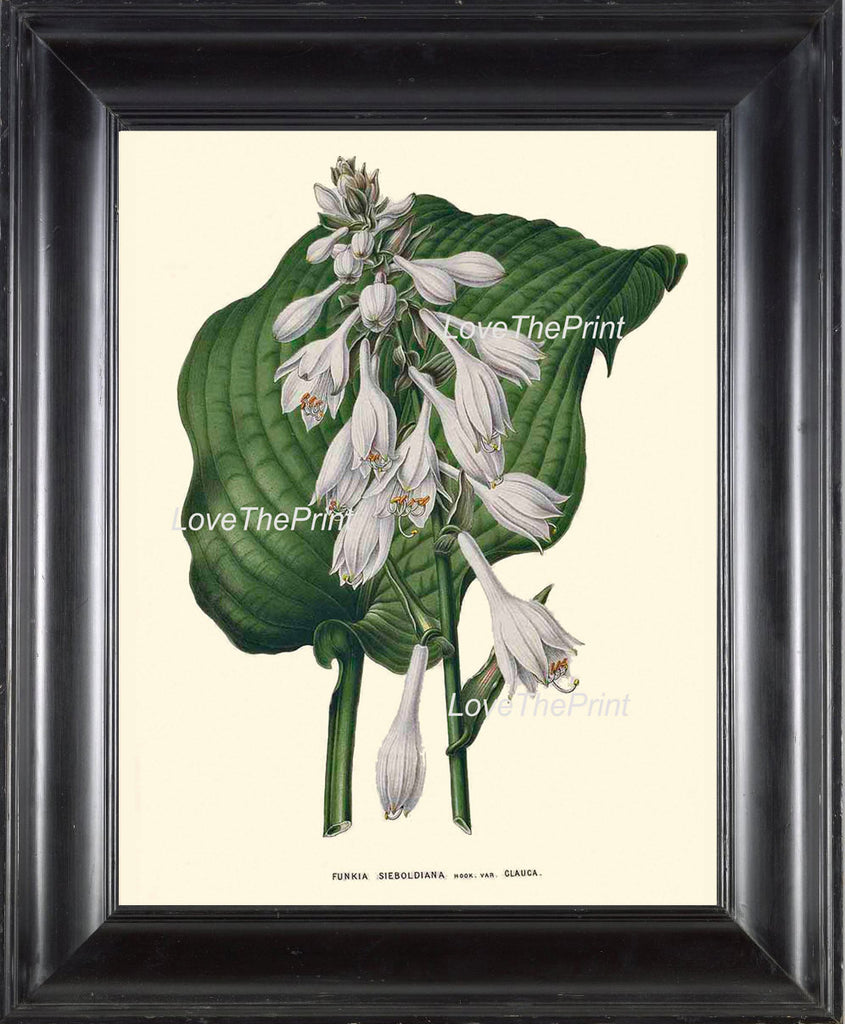 BOTANICAL PRINT WITTE  Botanical Art Print 42 Beautiful White Hosta Flower Spring Garden Summer Home Decor to Frame Cottage Wall Art