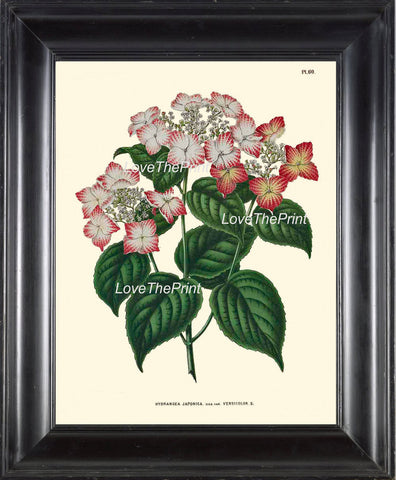 BOTANICAL PRINT WITTE  Botanical Art Print 46 Beautiful White Pink Hydrangea Flower Spring Garden Summer Home Decor to Frame Cottage art