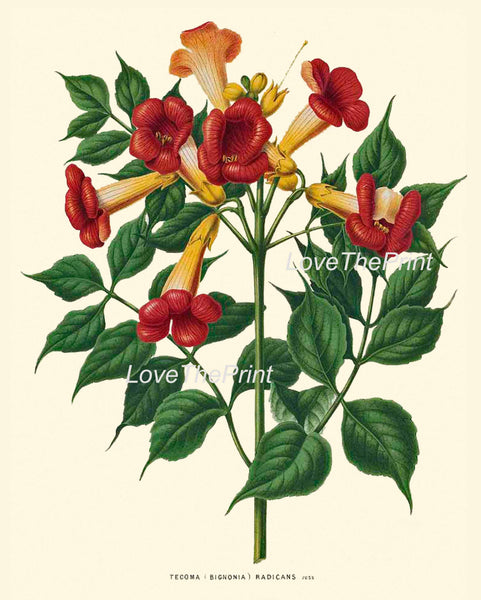 BOTANICAL PRINT WITTE  Botanical Art Print 47 Beautiful Trumpet Creeper Flower Vine Tropical Summer Home Decor Room Decoration to Frame