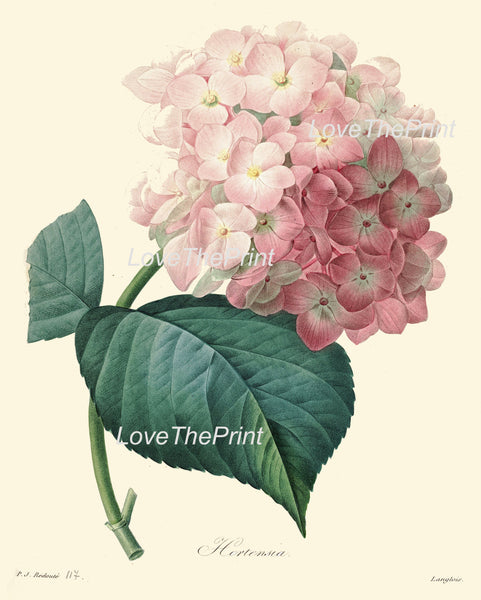 BOTANICAL PRINT Redoute  Art Print 289 Beautiful Large Pink Hydrangea Antique Flower Wall Home Decoration Spring Garden Plant to Frame