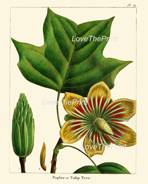 BOTANICAL PRINT Redoute  Art Print 322 Beautiful Poplar Tulip Tree Antique Flower Beautiful Landscaping Nature Home Decor Chart to Frame