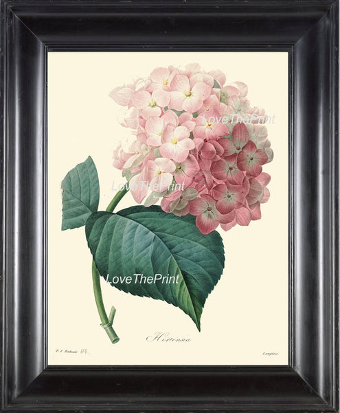 BOTANICAL PRINT Redoute  Art Print 289 Beautiful Large Pink Hydrangea Antique Flower Wall Home Decoration Spring Garden Plant to Frame