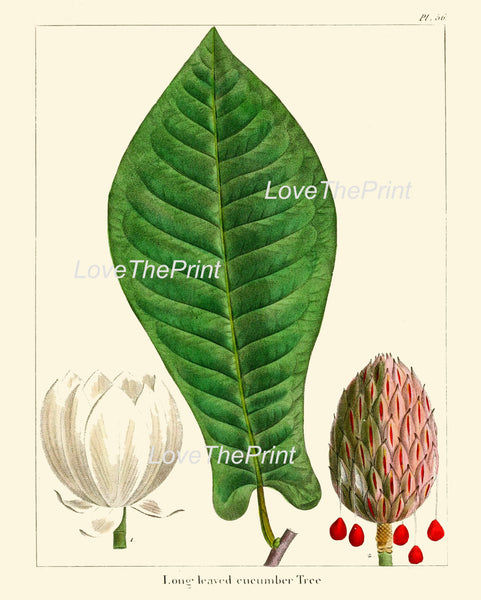 BOTANICAL PRINT Redoute  Art Print 320 Beautiful Large Cucumber Tree White Antique Flower Fruit Spring Nature Home Decor Chart to Frame