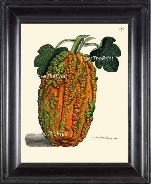 ITALIAN VEGETABLE Garden Aldrovandi  Botanical Art Print 13 Antique Beautiful Large Gourd Squash Plant Decor to Frame