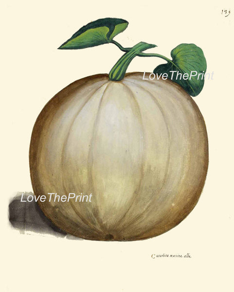ITALIAN VEGETABLE Garden Aldrovandi  Botanical Art Print 15 Antique Beautiful Large Winter Squash Plant Fall Garden Home Decor to Frame