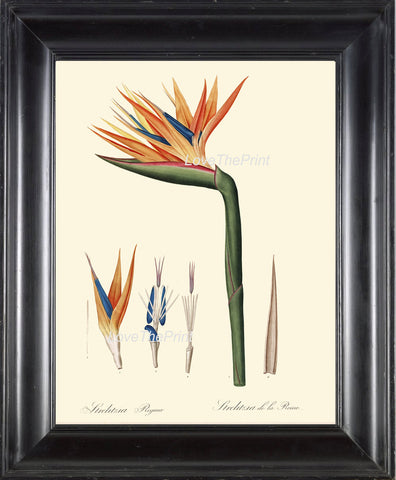 BOTANICAL PRINT Redoute  Art Print 79 Beautiful Bird of Paradise Antique Flower Wall Home Wall Decoration Spring Garden Plant to Frame