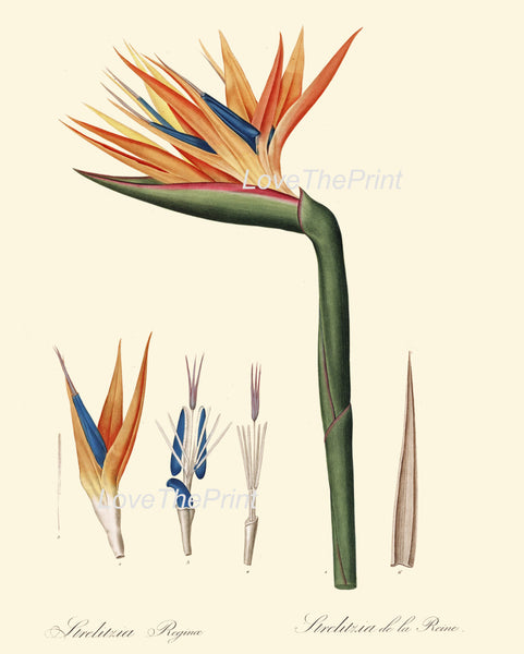 BOTANICAL PRINT Redoute  Art Print 79 Beautiful Bird of Paradise Antique Flower Wall Home Wall Decoration Spring Garden Plant to Frame