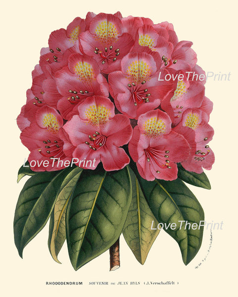 BOTANICAL PRINT HOUTTE  Art 198 Beautiful Pink Red Rhododendron Large Antique Flower Garden Plant Home Wall Decor Picture to Frame