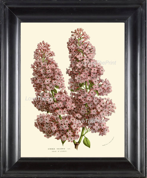 BOTANICAL PRINT HOUTTE  Art 207 Beautiful Purple Violet Lilac Antique Flower Tree Branch Garden Plant Home Wall Decor Picture to Frame