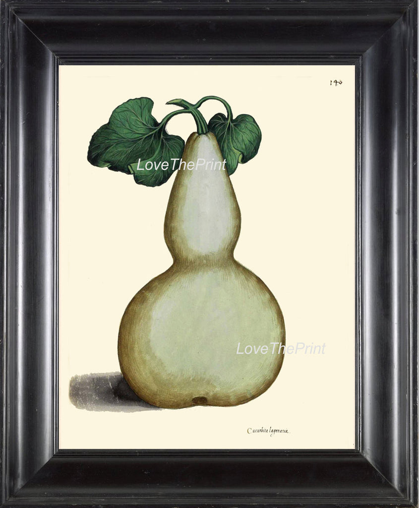 ITALIAN VEGETABLE Garden Aldrovandi  Botanical Art Print 13 Antique Beautiful Large White Bottle Gourd Squash Long Melon Plant Decor