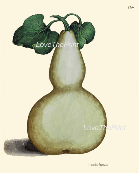 ITALIAN VEGETABLE Garden Aldrovandi  Botanical Art Print 13 Antique Beautiful Large White Bottle Gourd Squash Long Melon Plant Decor