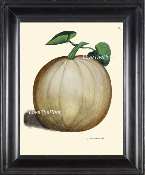 ITALIAN VEGETABLE Garden Aldrovandi  Botanical Art Print 15 Antique Beautiful Large Winter Squash Plant Fall Garden Home Decor to Frame