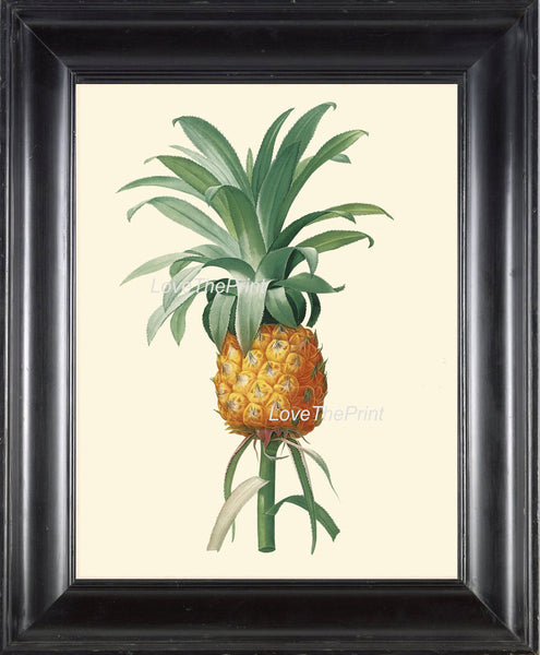 BOTANICAL PRINT Redoute  Art Print 276 Beautiful Large Pineapple Fruit Print Antique Wall Home Decoration Tropical Garden Plant to Frame