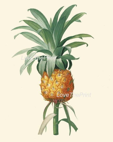 BOTANICAL PRINT Redoute  Art Print 276 Beautiful Large Pineapple Fruit Print Antique Wall Home Decoration Tropical Garden Plant to Frame